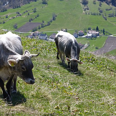 Eine Biketour in Südtirol hat viel zu bieten - Schnappschuss von Kühen bei einer Tour